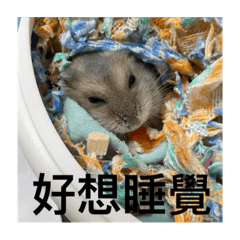 各種麻糬