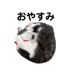 甘えん坊キャットししゃものスタンプ