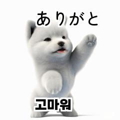 Samoyed Dog KR EN JP TH CN TW gtm