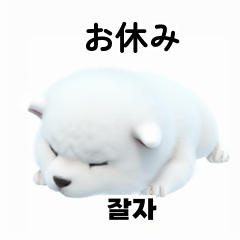 Samoyed Dog KR EN JP TH CN TW Mh5