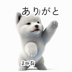 Samoyed Dog KR EN JP TH CN TW msi