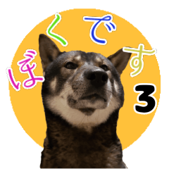 l am Shikoku dog 3.