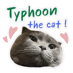 typhoon the cat