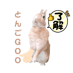 rabbit_20221210151140