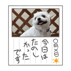 Tea the mixed breed 2