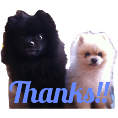 White&Black Pomeranian Dogs