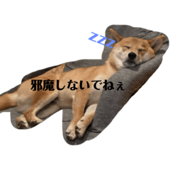 suzu_20221211130145