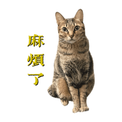 北興街喵喵