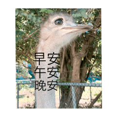 牧場的可愛動物們
