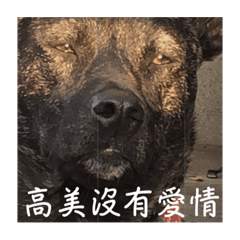 高美米有愛情