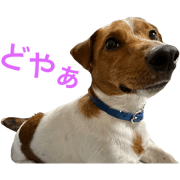 Jack Russell Kinako&Azuki