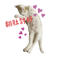 莎拉不是那個沙拉