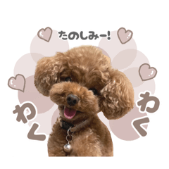 Teacup_poodle_komugi