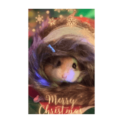 Hamster2022 Christmas