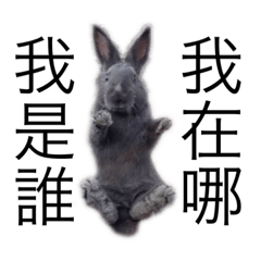 牧場的 可愛動物們