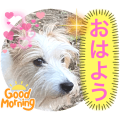 Jack Russell Terrier Greeting Sticker 5
