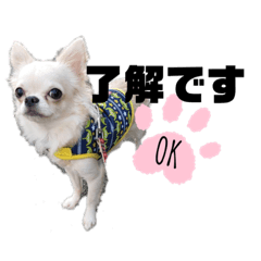 maichi_kii