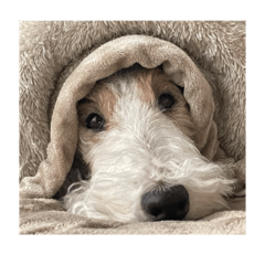 Arisa_20221212231942