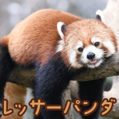 friends of the zoo(red panda)
