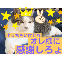 sayuri_20221213185925