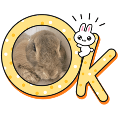 rabbit_20221213162907