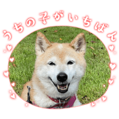 Tung tung Tubura Senior dog
