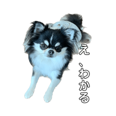 sayuri_20221213193027