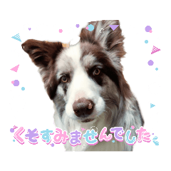 BorderCollie Fluffy's stickers