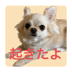 rara stamp 1 with text