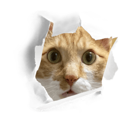 saori_20221214110950