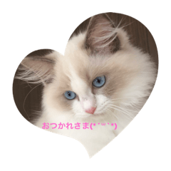 omo_20221214120041