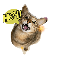 總是叫不來的貓