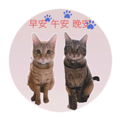 芝麻花生貓生