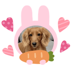 Mei妹臘腸小短腿