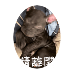 American Bully-Yika