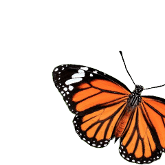 Jessie-37-Butterfly – LINE stickers | LINE STORE