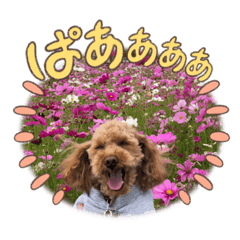 Aoi_20221215125524
