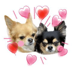 shiho_20221215113855