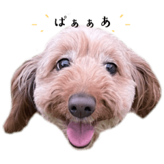 ˗ˏˋ ここちゃんだよ ˎˊ˗