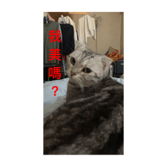 可愛的美短比比