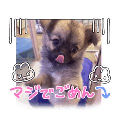 tanuki_20221216085459