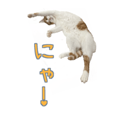 soymaru_20221215213724