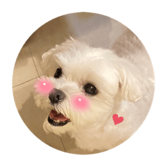 Alco the maltese