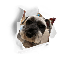 我が家のラブチャンズ