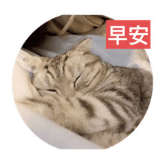 可愛的美短比比-2