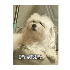 狗生好難(._.)