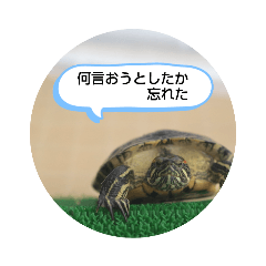 kamekame_20221217035324