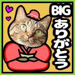 Cat Kijitra BIG Sticker 4