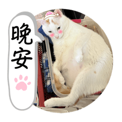 吾貓厭世