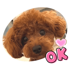 toy poodle-chiro